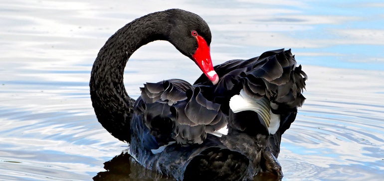 A flock of black swans hovers — and supply chains need to get ready